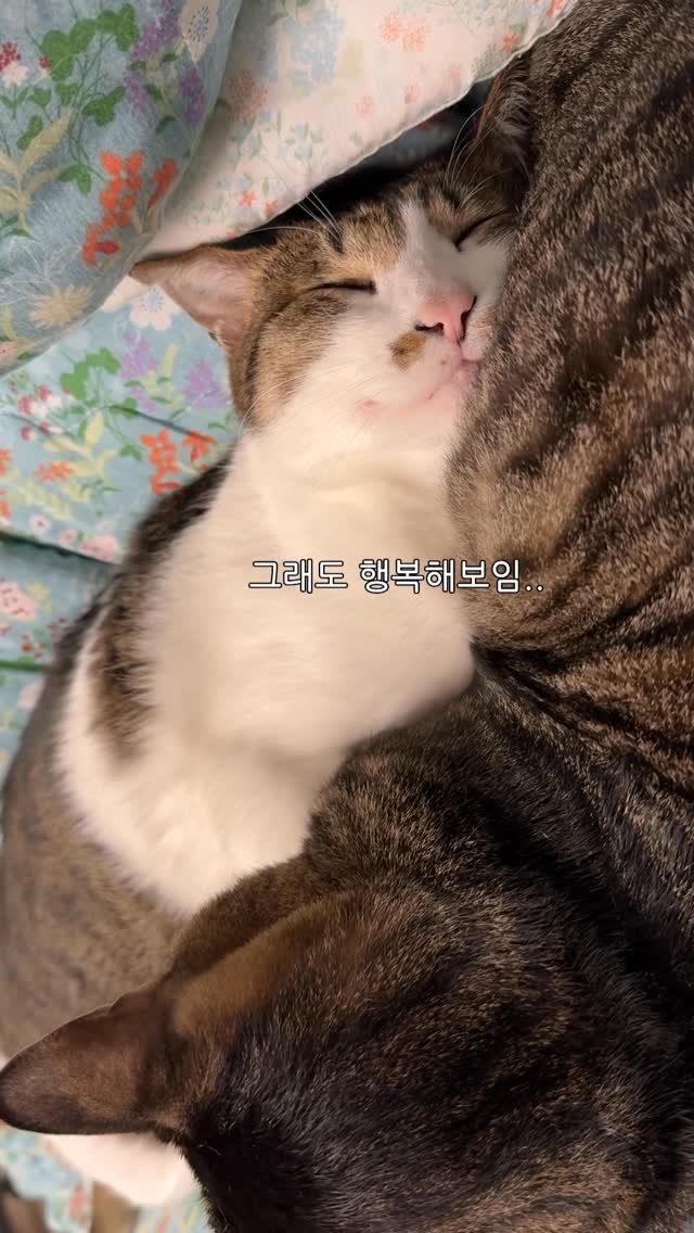 ganher_cat_ 게시물 이미지: 콜라의 하악질은 멈췄지만..
함찌 환타의 후유증…
자꾸 자면서...