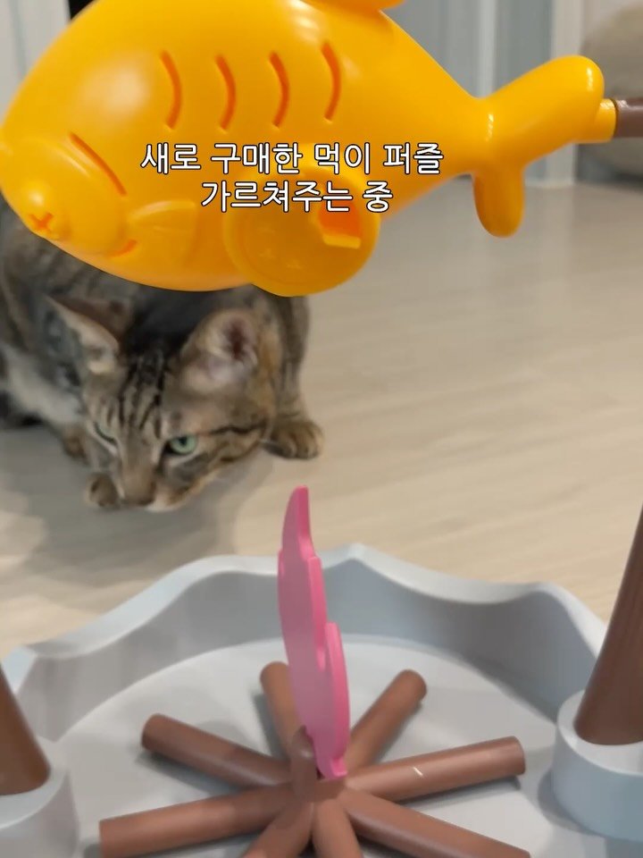 ganher_cat_ 게시물 이미지: 새로운 먹이 퍼즐 샀더니
내가 돌릴 때까지 딴 곳 쳐다...