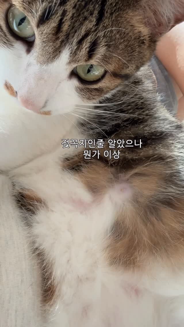 ganher_cat_ 게시물 이미지: 고양이 젖꼭지에 피지 뽑기..
살다 살다 내가..
함몰 유두에 피지도...