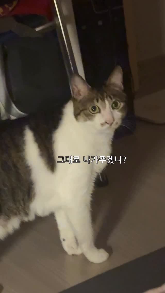 ganher_cat_ 게시물 이미지: 새벽 악귀 래끼.. 쓸데없이 개근..
.
.
.
#고양이#개냥이#냥이#환콜이#뚱띠해삼#cat#pet