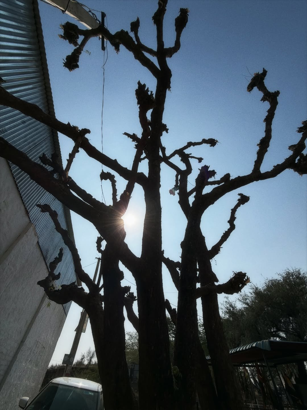 Photo by Gagan Choudhary on January 28, 2026. May be an image of tree, telephone pole and text.