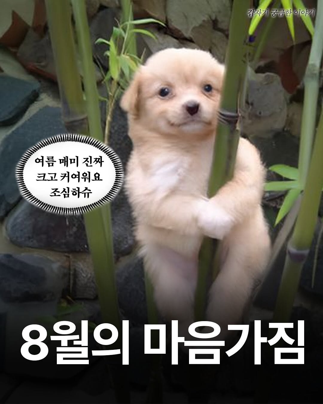 Photo by 갑궁 on August 03, 2025. May be an image of Pekinese, chihuahua, collie and text that says '갑자 궁금한 궁금한이야기 이야기 여름메미진짜 진짜 여름 매미 크고 크고커여워요 조심하슈 8월의 마음가짐'.