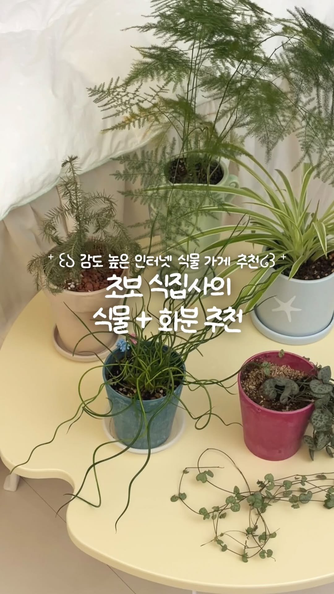 gardenxzip 게시물 이미지: 초보 식집사의 식물+화분 추천 ✶ 내돈내산

저는 항상 한 곳에서만 식물을...