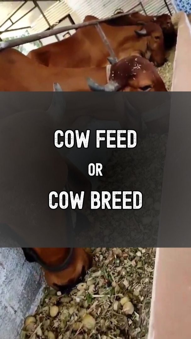gau.organics 게시물 이미지: What you'll choose, Breed of the cow or Feed...