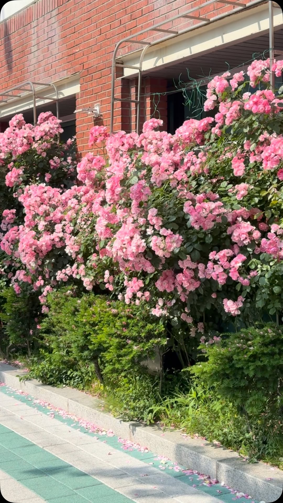 geanrosejam 게시물 이미지: 