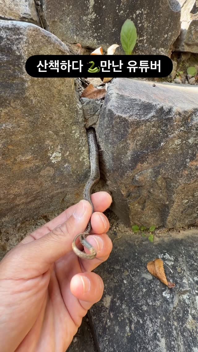 geek___tv 게시물 이미지: 유튜버가 산책하다 뱀을 만나면?
.
.
#shotoniphone