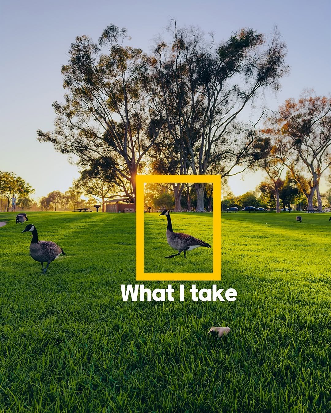 Photo shared by Youtube 괴짜TV on September 26, 2025 tagging @apple. May be an image of goose, duck, duckling, poster, grass, park and text that says 'What Whatltake I take'.