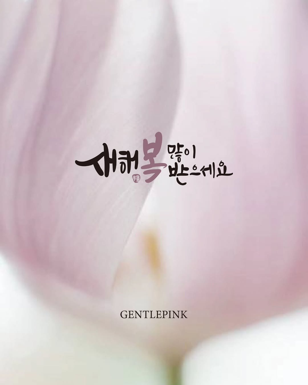 Photo by GENTLEPINK 젠틀핑크 공식 인스타그램 on February 16, 2026. May be an image of white lily and text that says '새해복? プ些イ 많이 GENTLEPINK'.