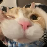 n0b0dye1se 프로필 사진