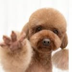 choc.odang 프로필 사진