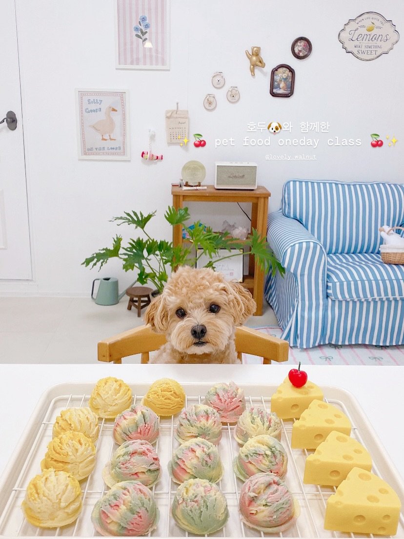 Photo shared by 금동네 사랑방 │ 펫푸드 전문가 금동쌤👩🏻‍🍳 │ 잠실 강아지 수제간식 공방 │ 𝐒𝐢𝐧𝐜𝐞 𝟐𝟎𝟐𝟏 on August 17, 2025 tagging @lovely.walnut. May be an image of chiffon cake, pie, cheesecake and text.