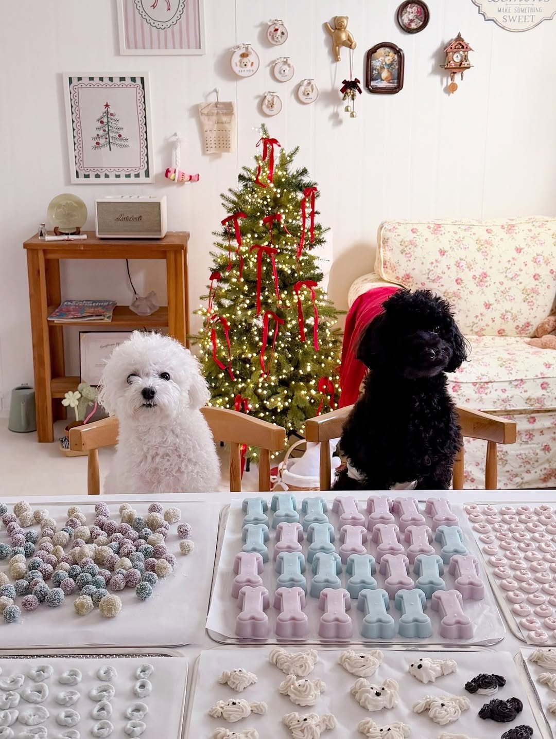 Photo shared by 금동네 사랑방 │ 펫푸드 전문가 금동쌤👩🏻‍🍳 │ 잠실 강아지 수제간식 공방 │ 𝐒𝐢𝐧𝐜𝐞 𝟐𝟎𝟐𝟏 on November 14, 2025 tagging @hani_yo.ol. May be an image of Bedlington terrier, lace and text.