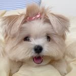 tori_vely_s2 프로필 사진