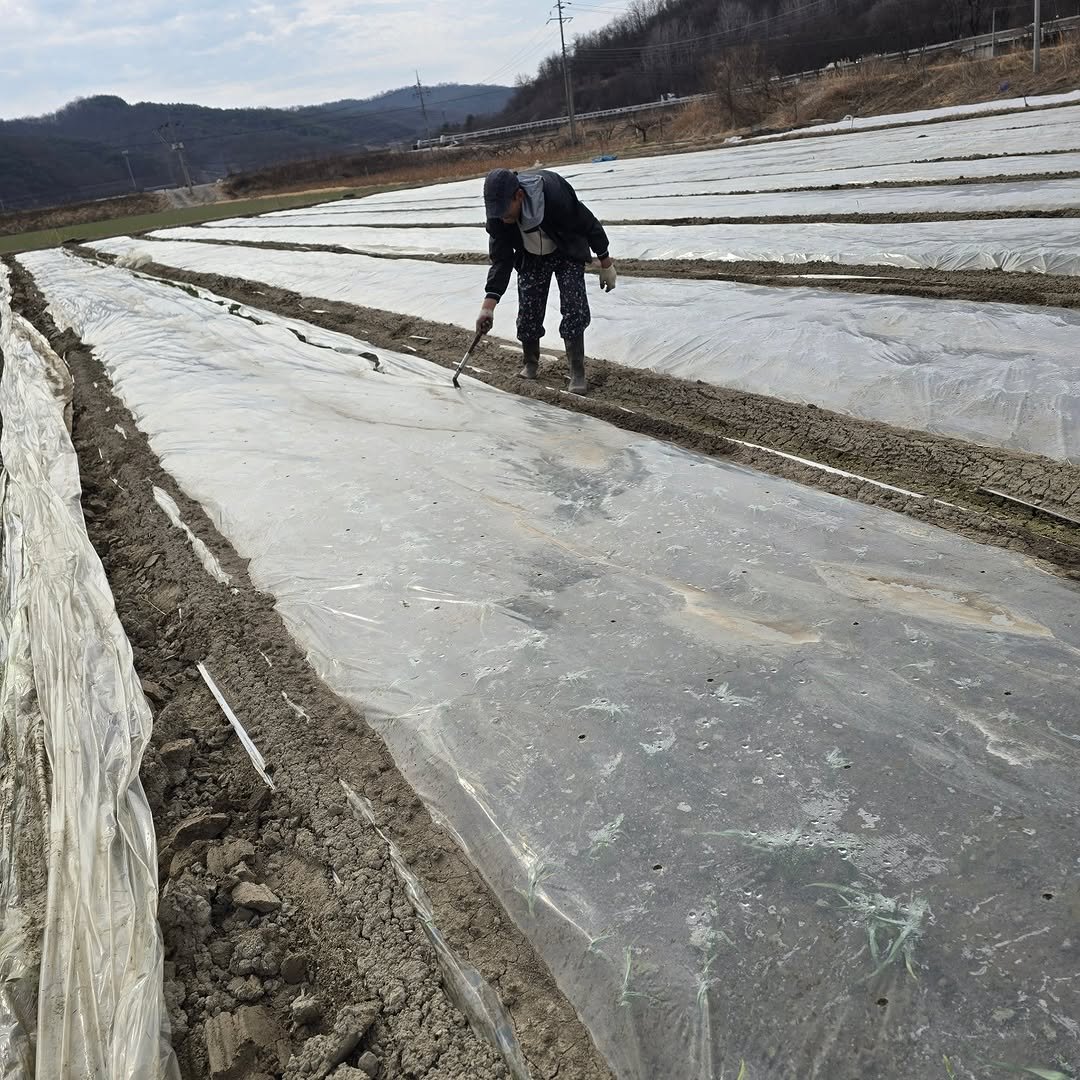 ggobulggobul_farm 게시물 이미지: 의성군 안평면 꼬불꼬불팜 올해는 늦게 비닐을 제거했네요 3월14일 생각보다 많이...