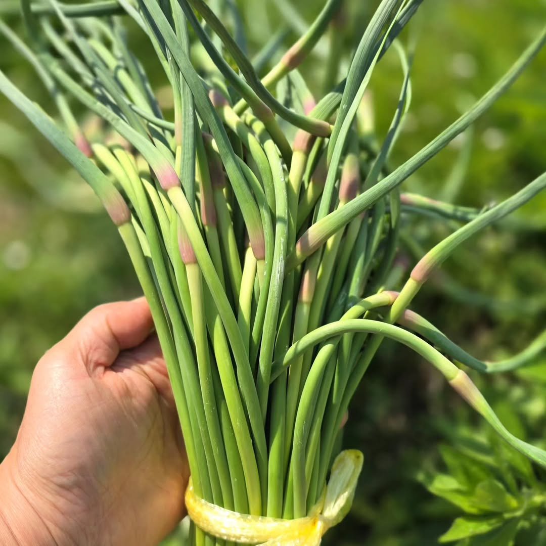 Photo by [꼬불꼬불팜] 의성마늘/깐마늘/자두/고추/현미쌀 on April 24, 2025.