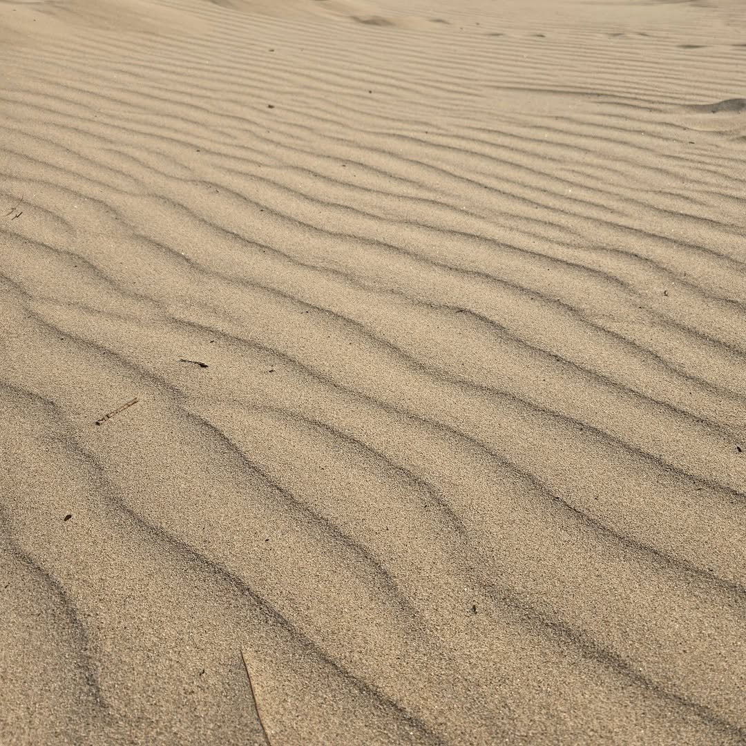 Photo by [꼬불꼬불팜] 의성마늘/깐마늘/자두/고추/현미쌀 in Uiseong.