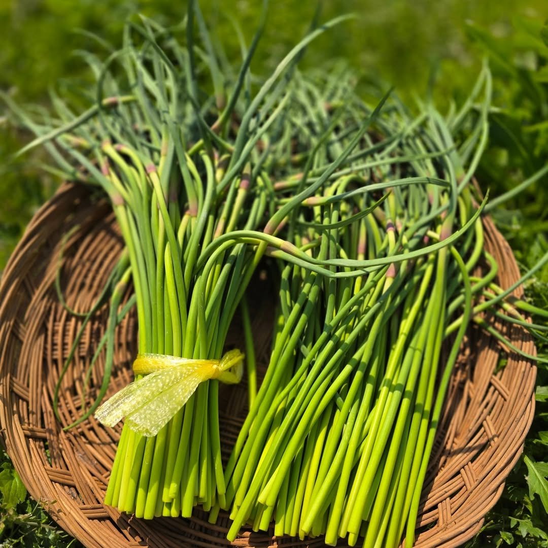 Photo by [꼬불꼬불팜] 의성마늘/깐마늘/자두/고추/현미쌀 on April 24, 2025.