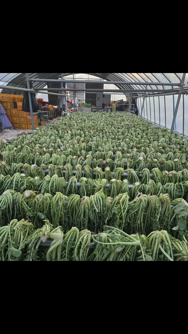 ggobulggobul_farm 게시물 이미지: #꼬불꼬불팜 
겨울보약 무청시레기
새로운 도전 1탄