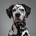 iamhatsuga 프로필 사진