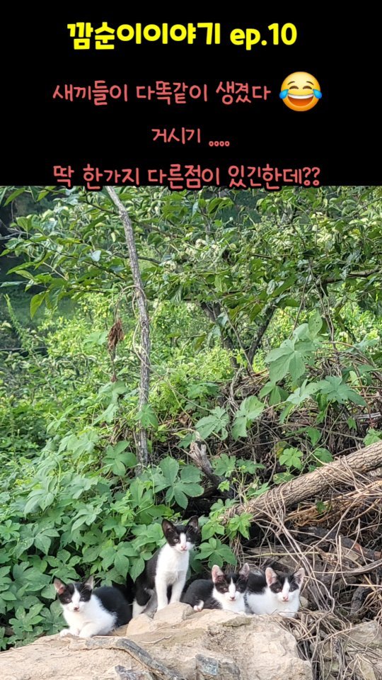 gimsuh3 게시물 이미지: 넷쌍둥이가 거시기(?)만 다르게 생겼다 ㅋㅋㅋ

드디여!! 깜순이가 숲속에서...