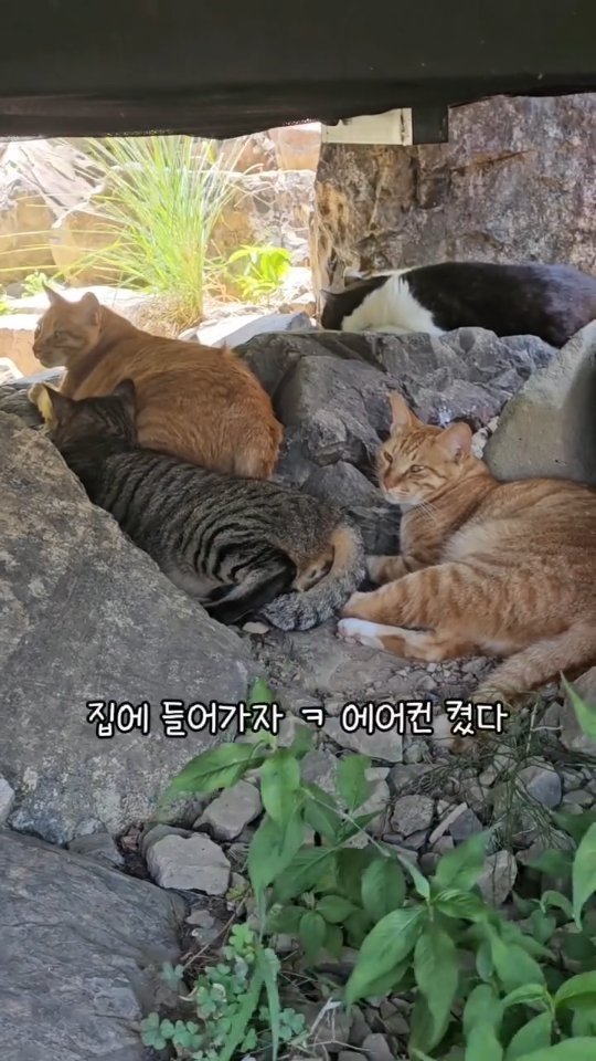 gimsuh3 게시물 이미지: 고양이들은 에어컨바람을 싫어하는 결정적인 영상입니다 ㅎㅎㅎ
산골엔 장마철에...
