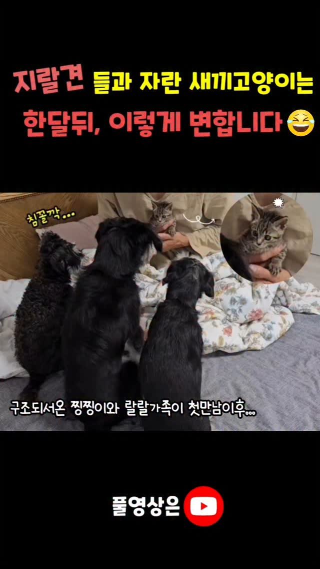 gimsuh3 게시물 이미지: 풀영상은 유튜브 ; 개냥이와 산골이야기
#강아지와고양이
#지랄견가족...