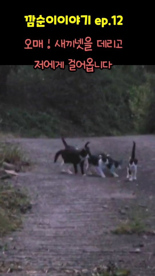 gimsuh3 게시물 이미지: 첩첩산중 민가라곤 없는곳에서 새끼를 낳고~
 왕복 1시간을 걸어 해발400m산골집에...
