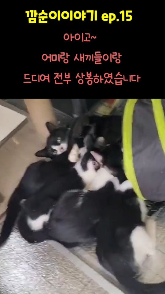 gimsuh3 게시물 이미지: 어미랑 새끼들이 드디여 상봉했습니다 😭 

산골집에 밥먹으로 오던 깜순이가...