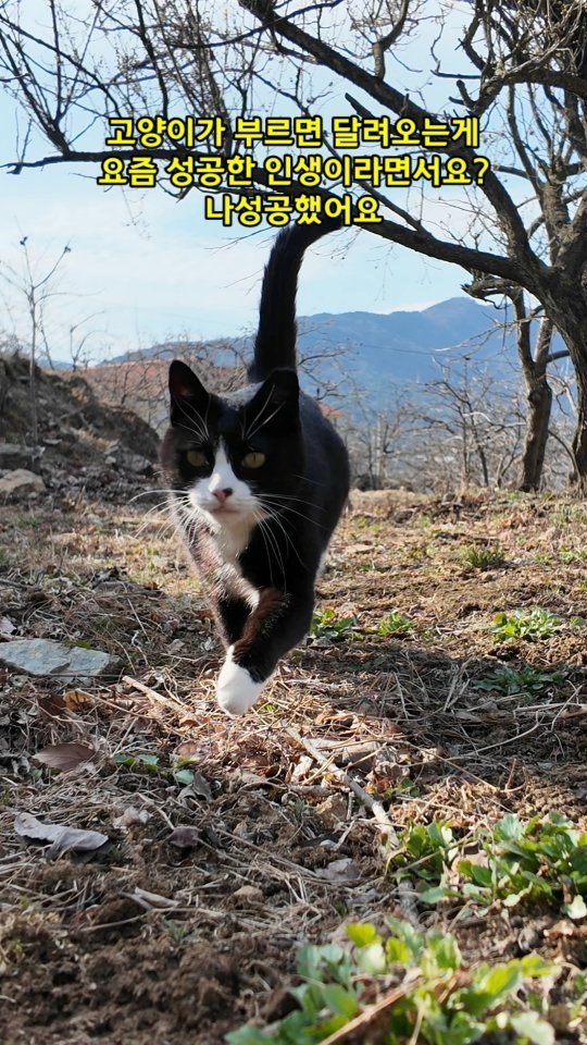 gimsuh3 게시물 이미지: 고양이가 부르면 달려오는게 요즘 성공한 인생이라면서요? ㅎㅎㅎ 나성공한 뇨자예요...