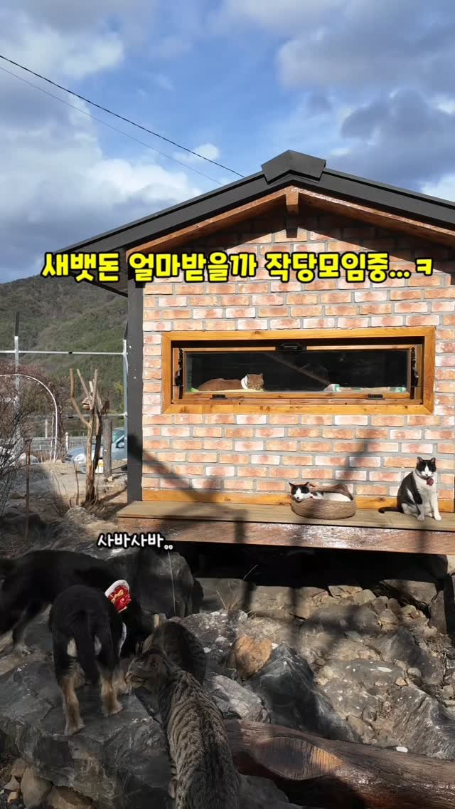 gimsuh3 게시물 이미지: 개냥이들 새해인사드립니다 🤗👋👋
모두모두 건강하시고 올한해도 행복하게 살아갑시다...