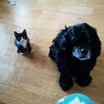 catsos1 프로필 사진
