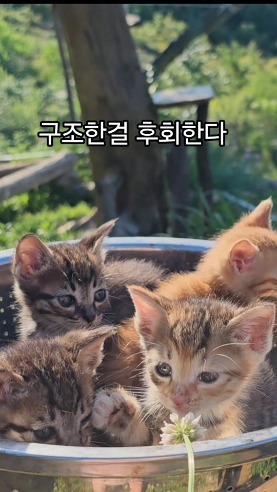 gimsuh3 게시물 이미지: 2년후.....
4형제들중 머시마셋은 집안에 꼬치들고(?) 스프레이를 뿌리고 다니고...