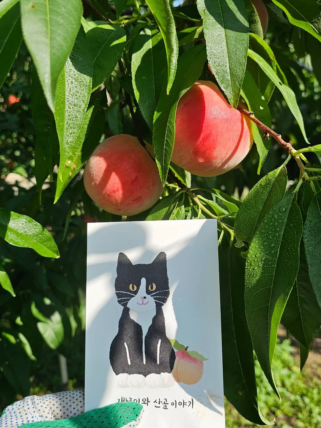 gimsuh3 게시물 이미지: 똑똑...내일부터 딱딱이 복숭아🍑의 절대강자!! "경봉복숭아"가 출하됩니다...