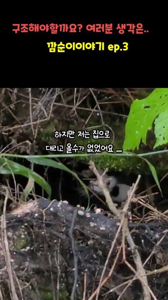gimsuh3 게시물 이미지: 어미와 새끼들 구조안한다고 수백통에 댓글이 달렸습니다
하지만 저는 쉽게 구조를...