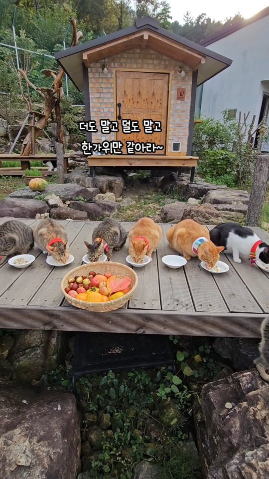 gimsuh3 게시물 이미지: 개냥이들 한가위 인사드립니다~ ^^
구독자님들 ~ 풍성한 한가위보내세요 ~...