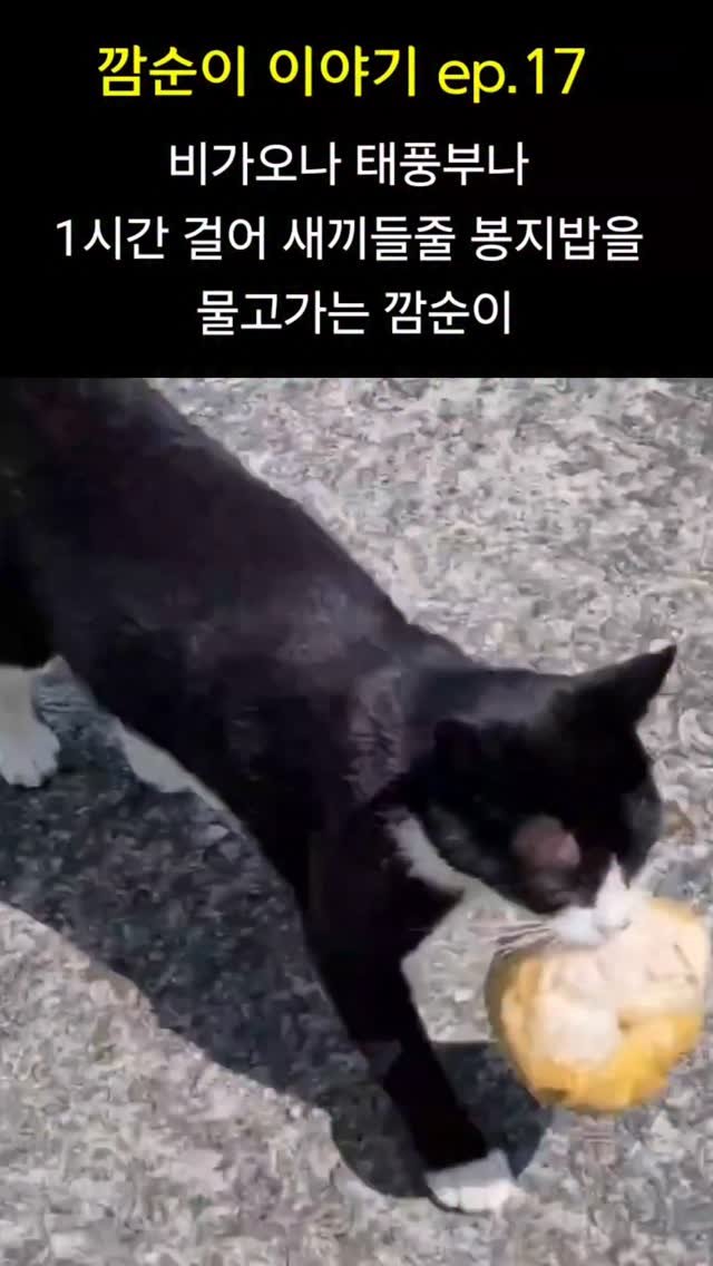 gimsuh3 게시물 이미지: 새끼4마리를 몽땅 잃어버린 어미고양이 😭 
 
울고 웃고 감동적인 깜순이이야기...