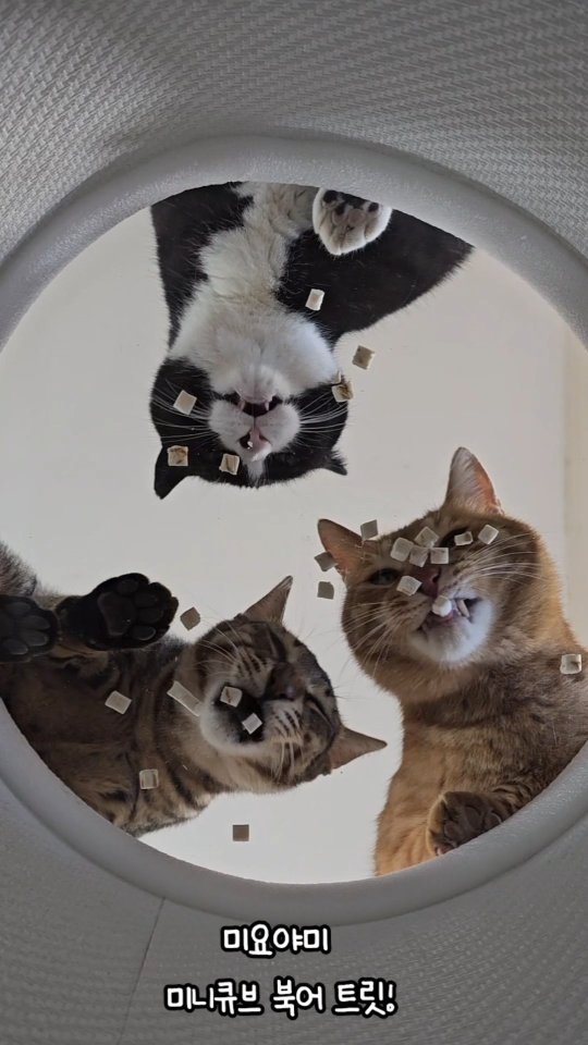 gimsuh3 게시물 이미지: 까까 먹방 ASMR~~😁
산골10냥, 2멍 식구들이 증~~ 말 잘묵어요...