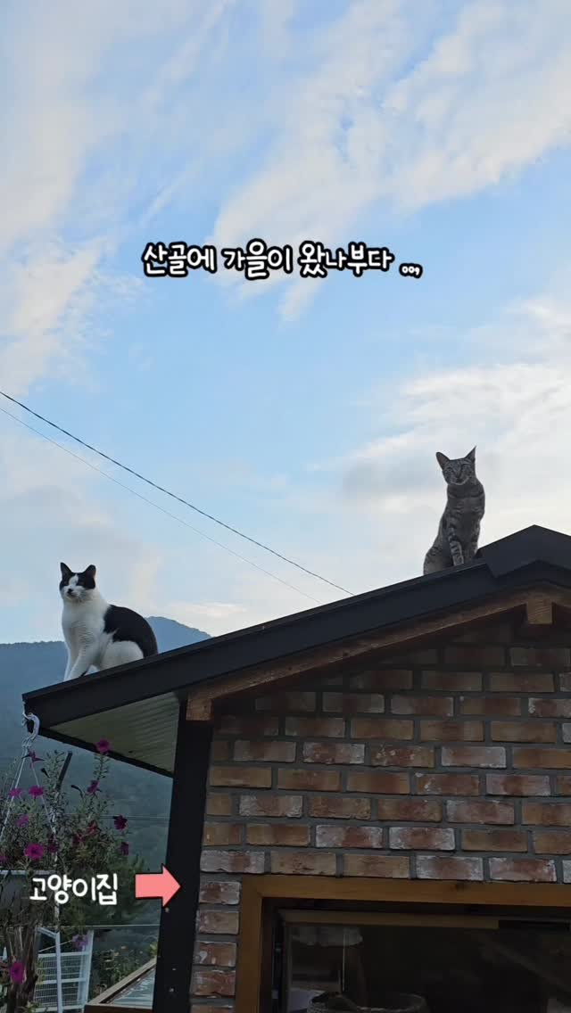 gimsuh3 게시물 이미지: 산골에 가을이 왔다.
아침저녁으로 풀벌레소리에 기분좋게 눈을 뜨고
그늘에 늘어져있던...