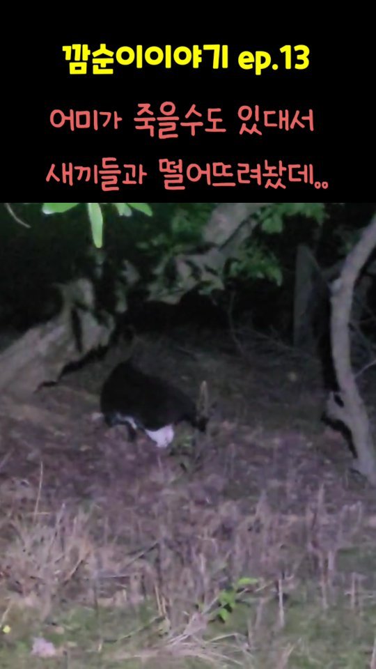 gimsuh3 게시물 이미지: 새끼들을 두고 어미고양이가 죽을위험에 쳐했는데..
눈물없이는 못보는 어미고양이의...