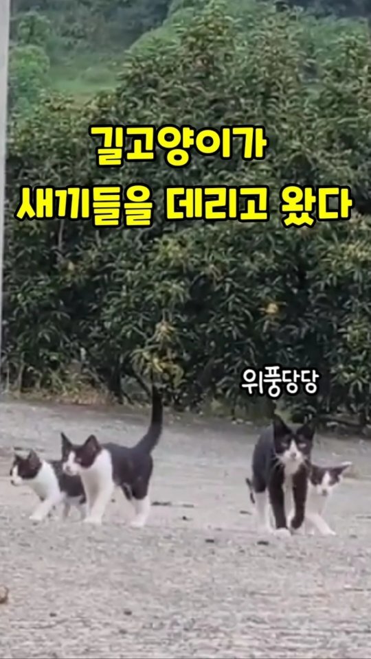 gimsuh3 게시물 이미지: (깜순이이야기 ep.18)길고양이가 해발400m 산골집에 새끼들을 전부 데리고 왔다...