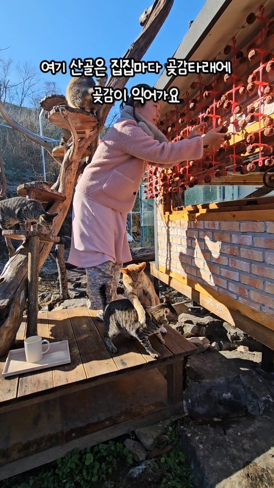 gimsuh3 게시물 이미지: 가족을 잃어 아프지만, 자연속에서 치유하고 있습니다 ㅜ

허망하게 우리 똑순이보내고...