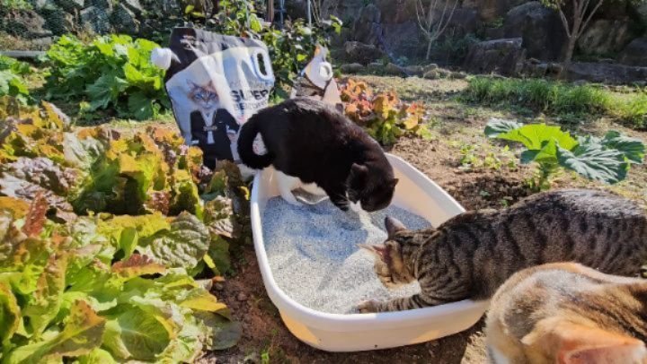 gimsuh3 게시물 이미지: 깜순엄마는 새모래를 너무조아한다 ~
똘만이들을 전부 내쫒은후 승리에 자축중이다...