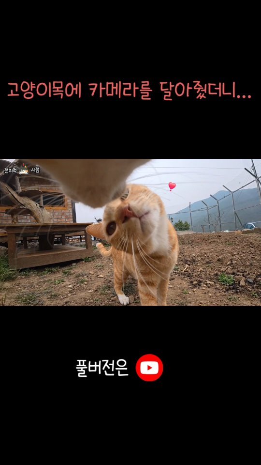 gimsuh3 게시물 이미지: 전지적 😸시점..
카메라맨 ; 김찰뜩
미치것다 귀여워서~❣️
11분짜리 풀버전은...