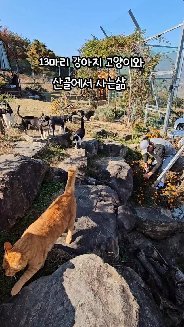 gimsuh3 게시물 이미지: 산골엔 가을걷이🍂가 한창입니다
겨우내 따뜻하게 마실 꽃차준비와...