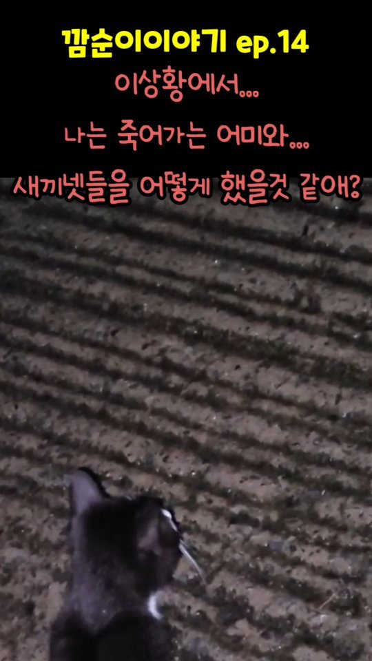 gimsuh3 게시물 이미지: 죽어가는 어미는 끝까지 새끼들 걱정을 놓지못합니다 ㅜ

산골집에 밥얻어먹으러 오던...