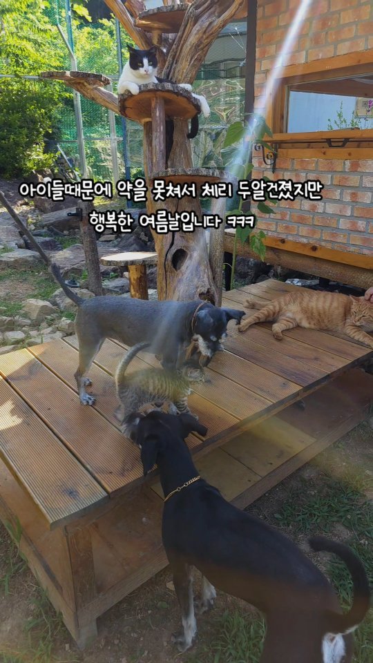 gimsuh3 게시물 이미지: 아이들 땜시롱 풀약.농약.화학비료 전~ 혀쓰지않으니
과일나무수확은 늘 ~ 해본적이...