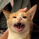 laongie 프로필 사진