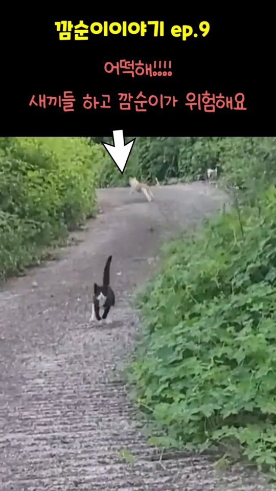 gimsuh3 게시물 이미지: 어떡해! 깜순이랑 새끼들이 위험해요..ㅜ😱

첩첩산중에 새끼를 낳고 비가오나...