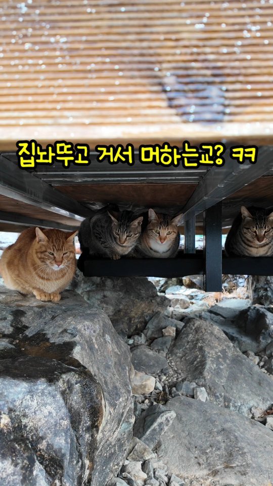 gimsuh3 게시물 이미지: 나가 놀고는 싶고 비는오고..궁디는 근질하고 낭만은 떨고싶고 ~ 고마운 단비가...