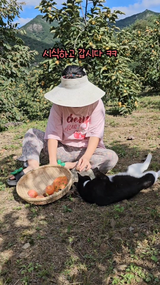 gimsuh3 게시물 이미지: 삼대가 덕을 쌓아야지만 만나는 개냥이와 산골에서 홍시따묵꼬~...
